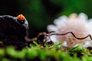 Ladybug on green moss with dandelion