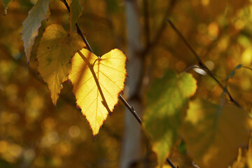 Naklejka na ściany i meble Golden autumn in the yard, a beautiful autumn leaf on a tree on a warm yellow background.