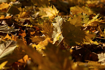 Golden autumn in the yard, a beautiful autumn leaf on a warm yellow background.