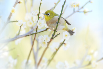 Japanese white-eye on plum blossom tree