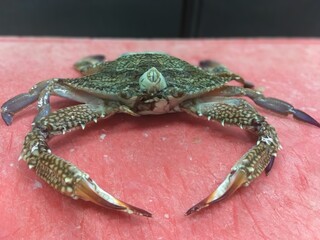 crab to catch.