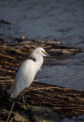 snowy egret fishing in pond