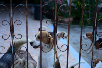 Cute dogs are trapped in a metal fence.