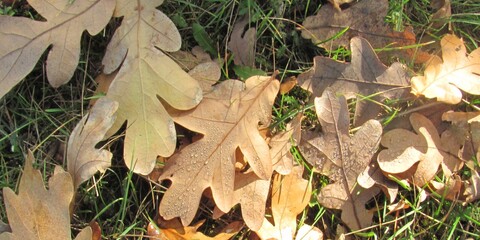 autumn stilllife with dew drops