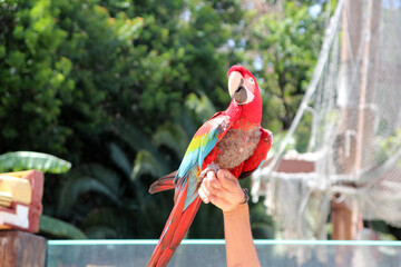 a multicolored parrot sits proudly on a man's arm