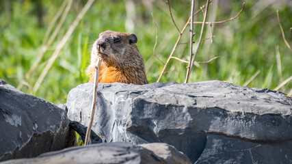 Marmot hiding behind a rock in summer. quebec