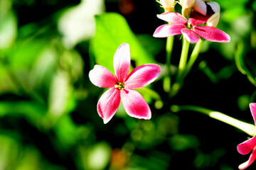 red small flowers in the garden