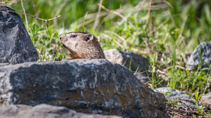 Marmot hiding behind a rock in summer. quebec