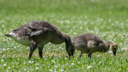 two young geese eating grass