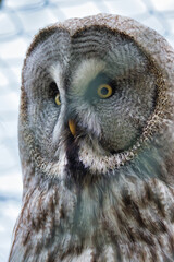 portrait of an eagle owl