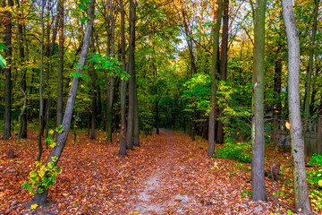 autumn in the forest