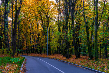 road in autumn forest