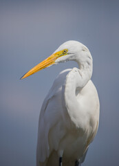 great egret profile in pond