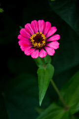 Obraz premium cil foto