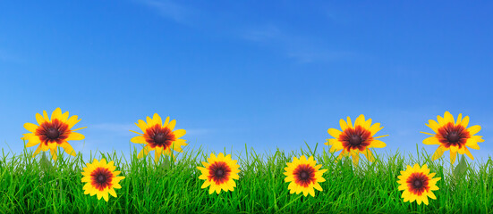 Natural green grass meadow with yellow flowers on a blue sky background with copy space ( mixed)