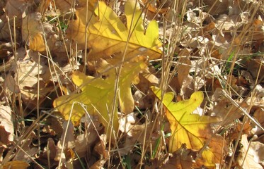 fallen autumn oak leaves