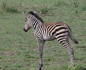 zebra in africa
