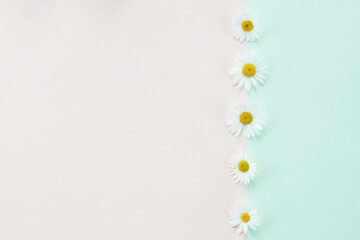 pastel background with chamomile pattern. Flat layer, top view.Fresh, white daisies on light pastel green pink background. Beautiful flower pattern.chamomile or daisies in line.Flowers composition