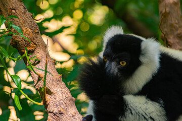 Vari black and white is a type of lemur native to the island of Madagascar