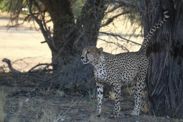 The cheetah (Acinonyx jubatus) male staying in the shade and urine-marking a tree in Kalahari desert.