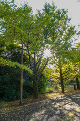 Fototapeta premium 昭和記念公園