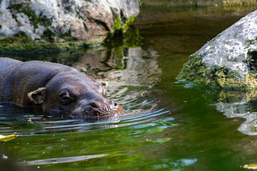 pygmy hippopotamus originating in equatorial forests