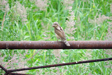 A Eurasian wryneck holding worms in its beak and sitting on a rusty fence, green grass in the...