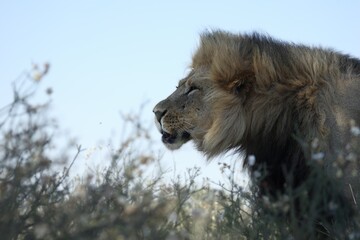 Lion male (Panthera leo)  in Kalahari desert. Dry grass in background. Lion male portrait up to close.