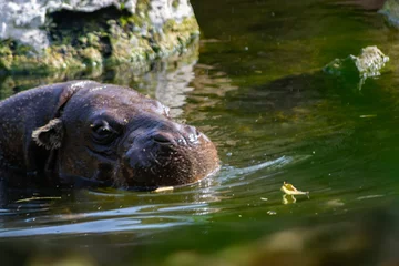 Poster de jardin  pygmy hippopotamus originating in equatorial forests  © Manuel