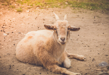 Light tan goat kid with small horns relaxing in shade with engaging expressions