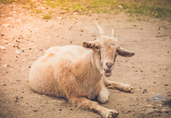 Light tan goat kid with small horns relaxing in shade with engaging expressions