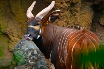 eastern bongo is a large bovine of equatorial forests