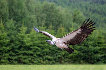 white heron bird in flight