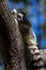 Ring-tailed lemur sleeping on a tree (Lemur catta), Anja Reserve, Madagascar