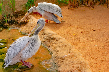 Pink Pelican is a very characteristic aquatic African bird