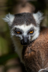 Ring-tailed lemur portrait (Lemur catta), Anja Reserve, Madagascar