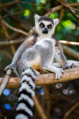 Ring-tailed lemur looking at camera (Lemur catta), Anja Reserve, Madagascar