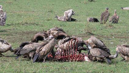 vultures with wildebeest carcass