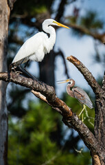 great egret and tri colored heron in tree