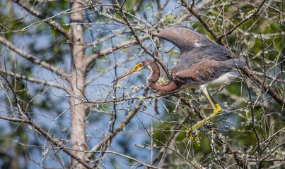 tri colored heron in tree
