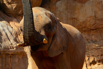 African elephant is one of the most intelligent animals on earth