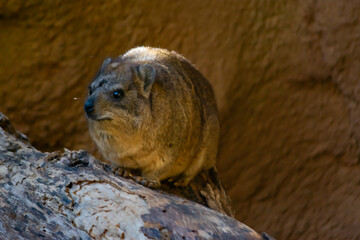 Rock Daman is a small mammal of rocky areas in the African savannah