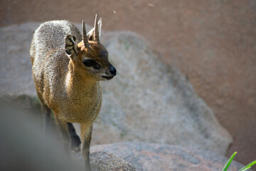 Saltarocas is a small African antilope