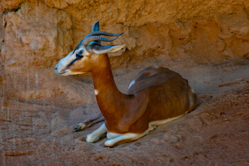 Gazelle Mhorr is an antilope of the African savanna