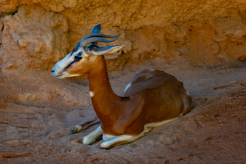 Gazelle Mhorr is an antilope of the African savanna
