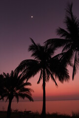 Fototapeta na wymiar silhouette of palm trees at sunset