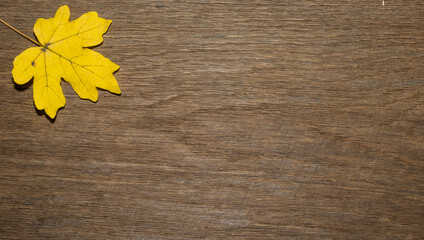 Maple leaf, oak grain
