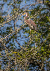 tricolored heron perched in tree