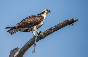osprey hunting in pond