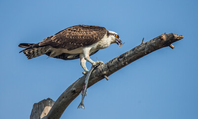 osprey hunting in pond